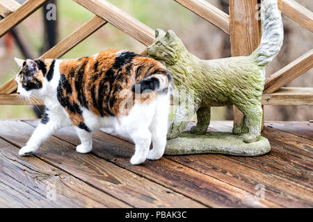 Nahaufnahme des Calico Cat walking auf leere Holzdeck mit Geländer erkunden auf der Terrasse, Terrasse, Garten Haus auf dem Boden mit Grün, Moos bedeckt. Stockfoto