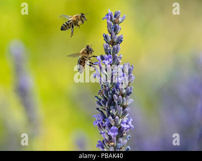 Honigbiene Arbeitnehmer Apis Mellifera Fütterung auf Garten Lavendel Stockfoto