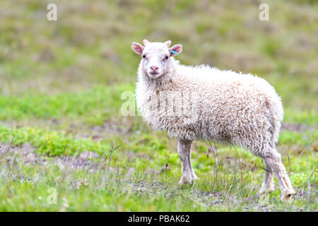 Ein cute adorable Baby jungen Weißen Lamm, isländischen Schaf stehend, auf grünem Gras Weide am Bauernhof Feld posiert, Hill in Island Stockfoto