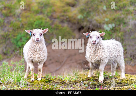 Zwei junge weiße Lamm, isländischen Schaf stehend, auf grünem Gras Weide am Bauernhof Feld posiert, Hill in Island Stockfoto