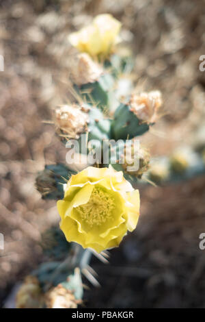 Blühende gelbe Blume eines Feigenkaktus (Opuntia Humifusa) Kaktus Pflanze in der Wildnis, Saronida, Ost Attika, Griechenland. Stockfoto