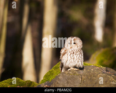 Strix aluco - waldkauz sitzt auf Felsen Stockfoto