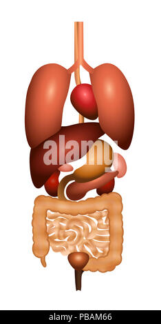 Verdauung - Magen-Darm-Trakt mit inneren Organen. 3D-Darstellung der menschlichen Anatomie Illustration - auf weißem Hintergrund. Stockfoto