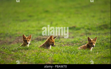 Drei Fox Cubs, die sich aus der Höhle. Devon, Großbritannien Stockfoto
