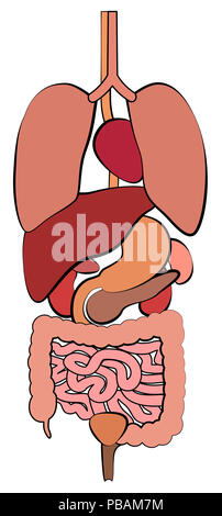 Magen-darm-Trakt, Magen-Darm-Trakt mit inneren Organen. Schematische Darstellung der menschlichen Anatomie Illustration - auf weißem Hintergrund. Stockfoto