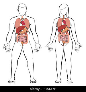 Verdauungstrakt mit inneren Organen, männlichen und weiblichen Körper - schematische Darstellung der menschlichen Anatomie Illustration - auf weißem Hintergrund. Stockfoto