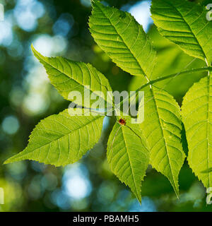 Schnitter Leiobunum rotundum auf ash Blatt Stockfoto