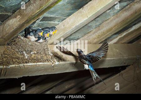 Schlucken (Hirundo rustica) Zurück zum Nest fliegen Stockfoto