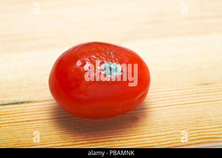 Morsche alte Tomate mit Mehltau Stockfoto