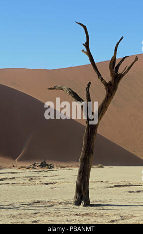 Alte kamel Thorn Tree (Acacia Erioloba) an Deadvlei, Namibia, mit Big Daddy, bei 325 m, die höchste Sanddüne der Welt. Stockfoto