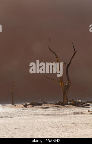 Alte kamel Dornenbäumen (Acacia Erioloba) an Deadvlei, Namibia. Stockfoto