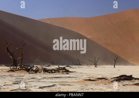 Alte kamel Dornenbäumen (Acacia Erioloba) an Deadvlei, Namibia, mit Big Daddy, bei 325 m, die höchste Sanddüne der Welt. Stockfoto