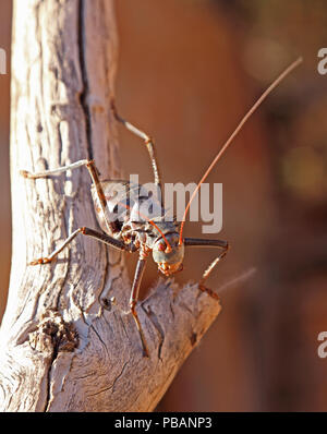 Bewehrte Erde Cricket (Acanthoplus Discoidalis) auf einen Baum, Namibia, Südafrika. Stockfoto