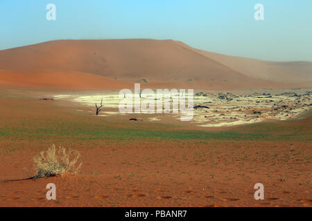 Alte kamel Dornenbäumen (Acacia Erioloba) und Sanddünen im Deadvlei, Namibia. Stockfoto