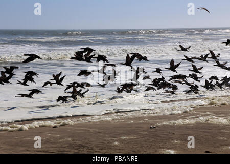 Eine Herde von Kap Kormorane fliegen über einen Strand in der Nähe von Walvis Bay, Namibia. Stockfoto