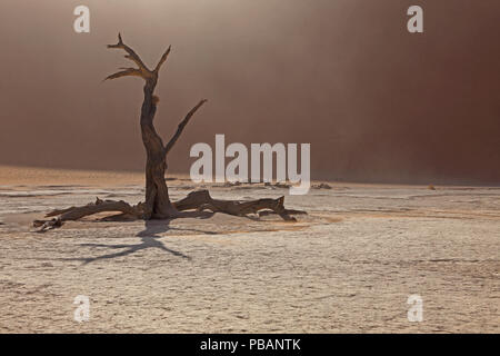 Alte kamel Thorn Tree (Acacia Erioloba) an Deadvlei, Namibia. Stockfoto