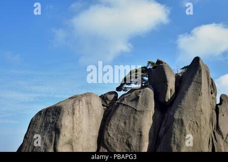 Detail der kleinen Huangshan Kiefern wachsen aus den Felsen in Huangshan, die Gelben Berge, Provinz Anhui, China. Stockfoto