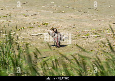 Juvenile Kanadagans (Branta canadensis) mit einem gebrochenen Flügel. Stockfoto