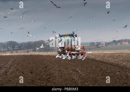 Bauern pflügen Feld mit Möwen hinter, die aus Würmer und Maden. North Yorkshire, UK. Stockfoto