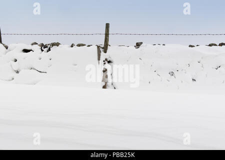 Schneeverwehungen auf der Rückseite der Dystone Wände gebildet, nachdem ein Schneesturm in den Yorkshire Dales, UK. Stockfoto