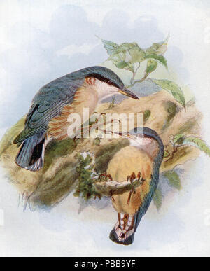 1122 Kleiber. Sitta casia und Sitta europaea (wahrscheinlich) Stockfoto