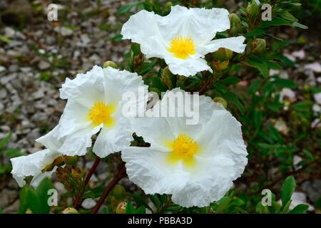 Cistus ladanifer var peliolatus Bennetts weiße Blumen Stockfoto