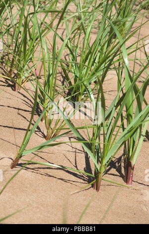 Nahaufnahme der harten marram Gras Verankerung der Sanddünen entlang der Küstenlinie im Stanhope Beach, Prince Edward Island Stockfoto