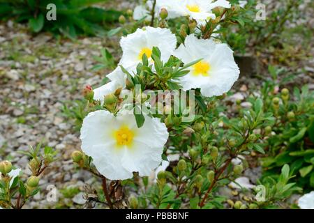 Cistus ladanifer var peliolatus Bennetts weiße Blumen Stockfoto