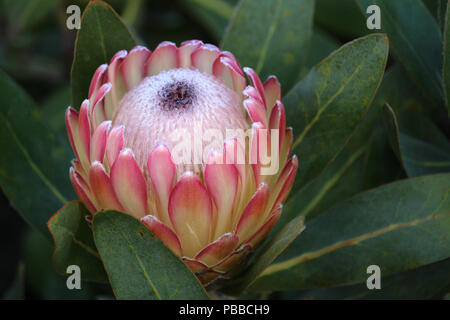 Nahaufnahme von Protea Blume, Blüte rosa sugarbush Anlage Stockfoto