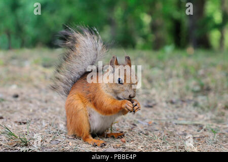 Eichhörnchen pup sitzt auf dem Boden und Rissbildung Mutter, Elagin Insel, Sankt-Petersburg, Russland Stockfoto
