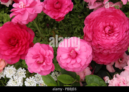 Eine Top-down-Sicht auf ein Cluster von zarten, tief rosa Ranunkeln Blumen in voller Blüte und kleine, weiße Candytuft Blumen Stockfoto