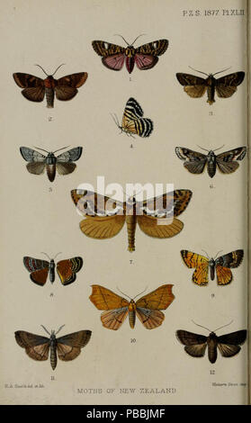 1229 Verfahren der Zoologischen Gesellschaft von London 1877 Pl. XLII Stockfoto