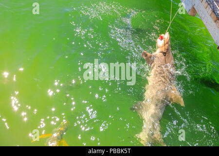 Hai zu begegnen. Haie füttern am Aquarium. Ein großer Hai mit offenem Mund ist Essen. Denham, in der Shark Bay, Coral Coast, Western Australia. Stockfoto