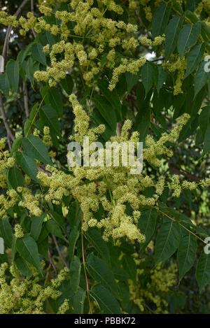 Ailanthus altissima Blüte Stockfoto
