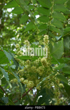 GГ¶tterbaum altissima Stockfoto