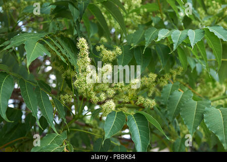 GГ¶tterbaum altissima Stockfoto