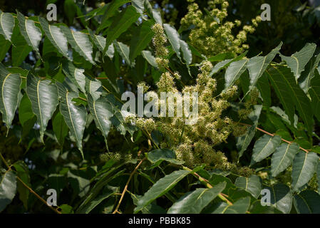 GГ¶tterbaum altissima Stockfoto