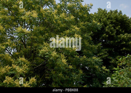 GГ¶tterbaum altissima Stockfoto