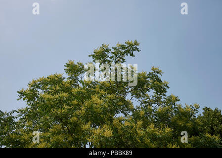 GГ¶tterbaum altissima Stockfoto