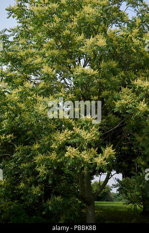 GГ¶tterbaum altissima Stockfoto