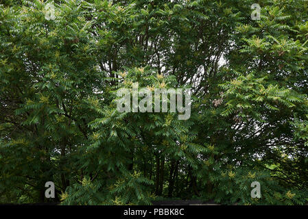 GГ¶tterbaum altissima Stockfoto