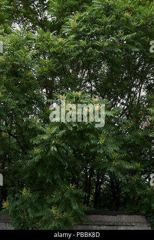 GГ¶tterbaum altissima Stockfoto