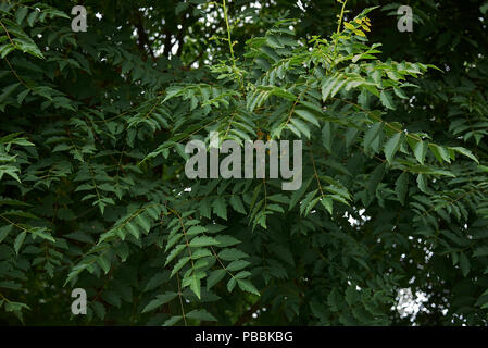 Stand paniculata Stockfoto