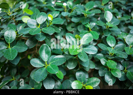 Blatt chinesischer Feigenbaum ficus microcarpa panda Nahaufnahme Stockfoto