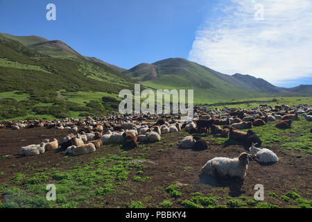 Schafe grasen auf den Almen entlang der alpinen Keskenkija Trek, Jyrgalan, Kirgisistan Stockfoto