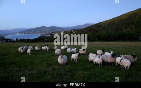 Eine Herde Schafe sammelt in einer Weide bei Sonnenuntergang auf Valentia Island, County Kerry, Irland. Stockfoto