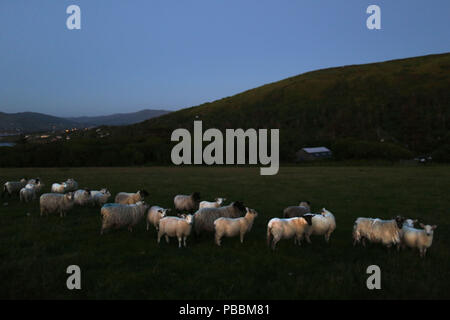 Eine Herde Schafe sammelt in einer Weide bei Sonnenuntergang auf Valentia Island, County Kerry, Irland. Stockfoto