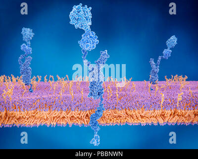 Amyloid Precursor Protein an der Zellmembran, Illustration. Die Amyloid Precursor Protein (APP, Mitte) ist eine komplexe Protein mit vielen Funktionen. Es ist an der Oberfläche von Zellen im gesamten Körper gefunden. Das intakte Protein bindet zu viele struktureller Proteine außerhalb der Zellen, wie Heparin und laminin und sendet Signale durch das G-Protein-System. Wenn gespalten durch Enzyme (siehe F 022/1913), einem der Produkte ist das beta-Amyloid Peptid, das in Bedingungen wie zum Beispiel die Alzheimer-Krankheit beteiligt ist. Stockfoto