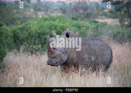 Rhino im hohen, trockenen Gras mit Vögeln auf seinem Rücken Stockfoto