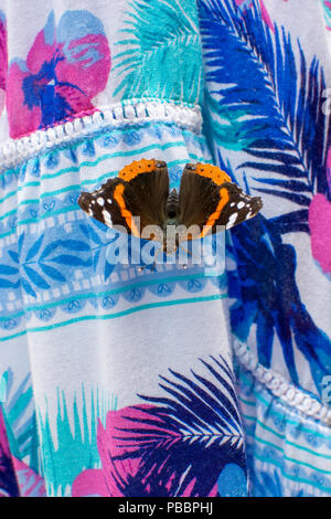 Red Admiral (Vanessa atalanta) Schmetterling landete und mit seinen Flügeln auf einem bunten Blümchenkleid öffnen, Großbritannien Stockfoto